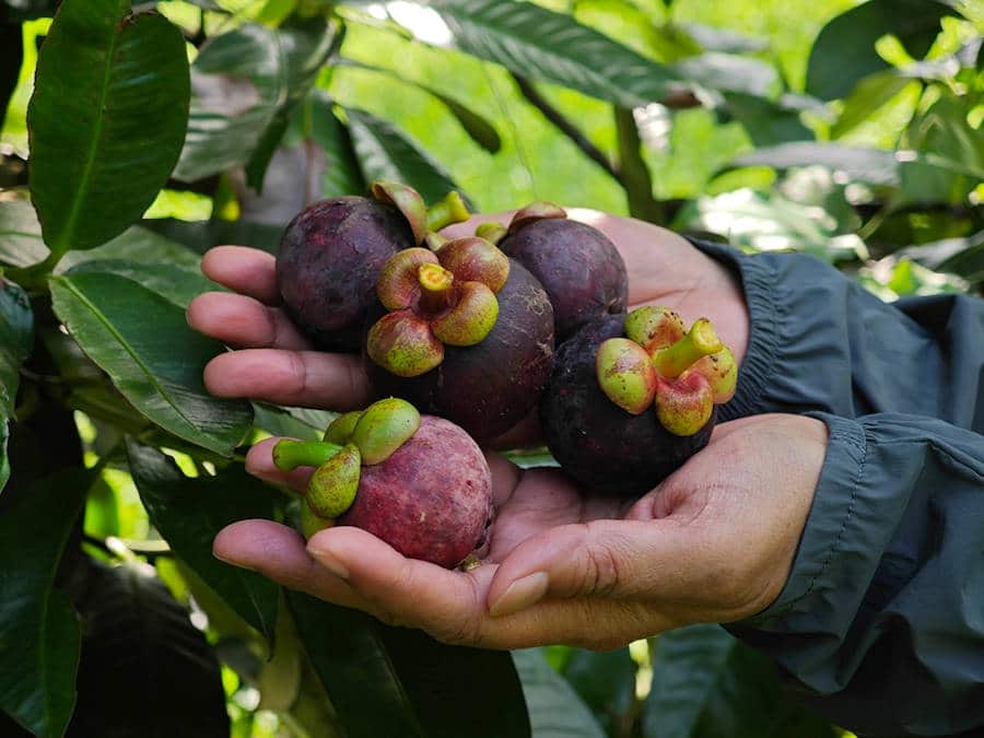 Mangosteen